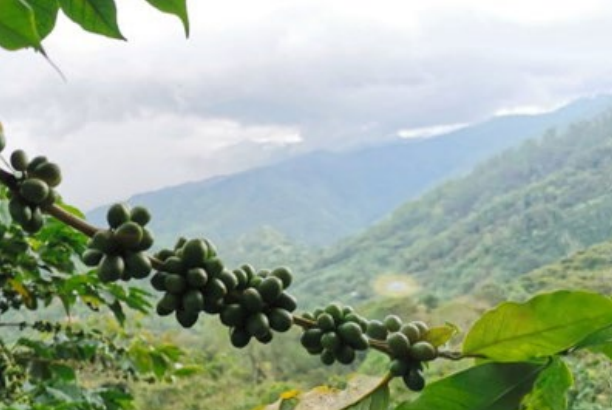 Espressoblanding Mexico Grapos Økologisk, heile bønner
