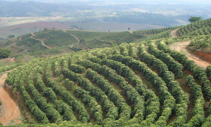 Brazil Santos Organic, whole beans